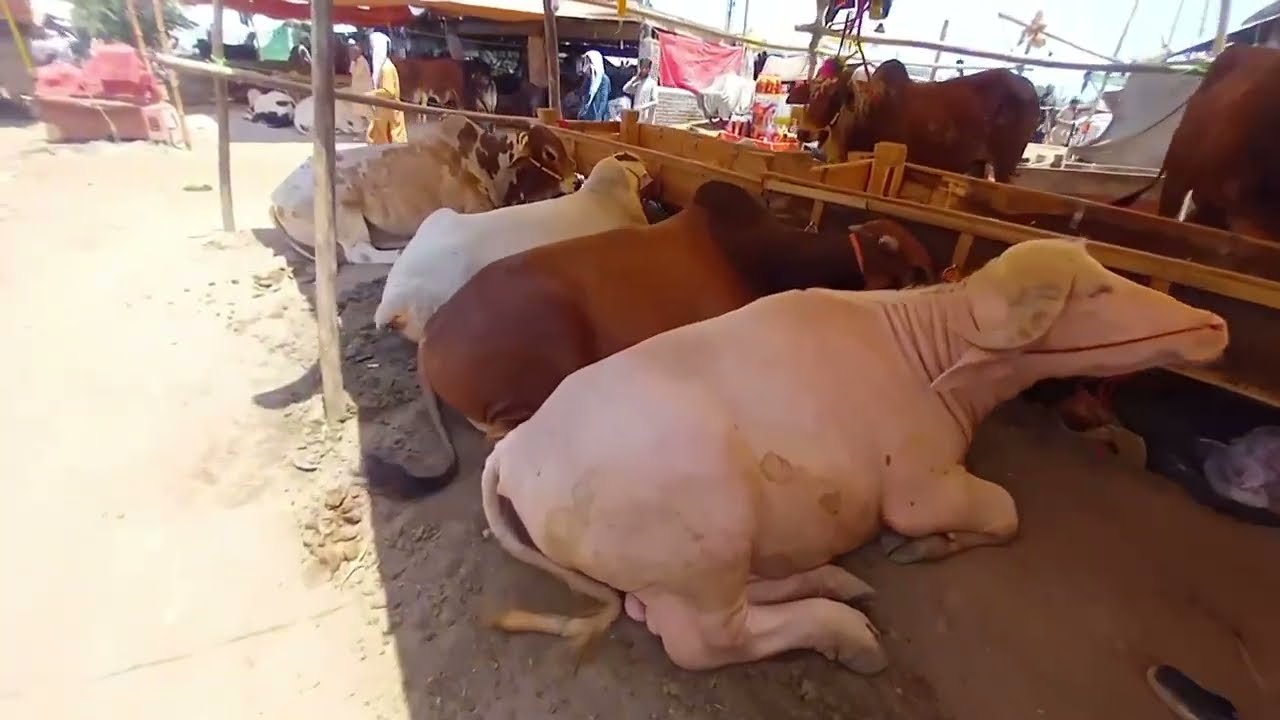 Eid Cattle Market TOUR 2025: Healthy Cows, Goats & Buffaloes in Ring Road Peshawar! #cow #bull
