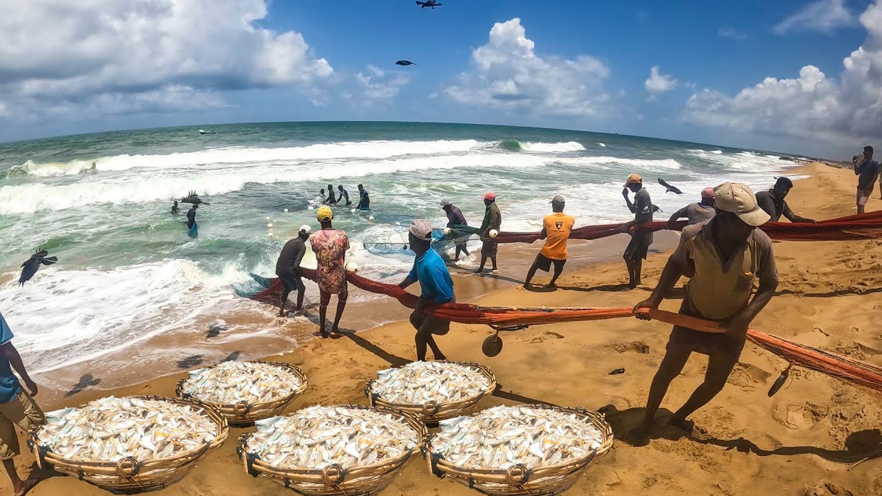 The Life of a Fisherman Pulling in a Great Harvest !
