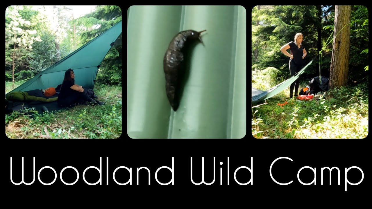 Woodland Wild Camp ...... featuring slugs, spiders & Midgies.