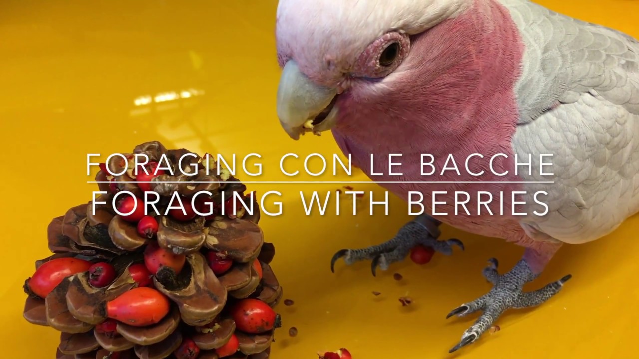 Using edible berries for parrot foraging