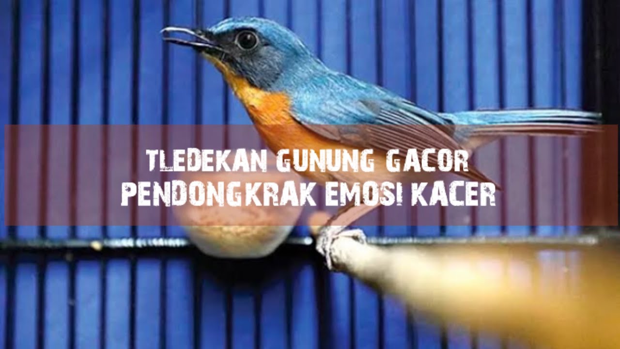 Tledekan Gunung Gacor | Pendongkrak Emosi Kacer