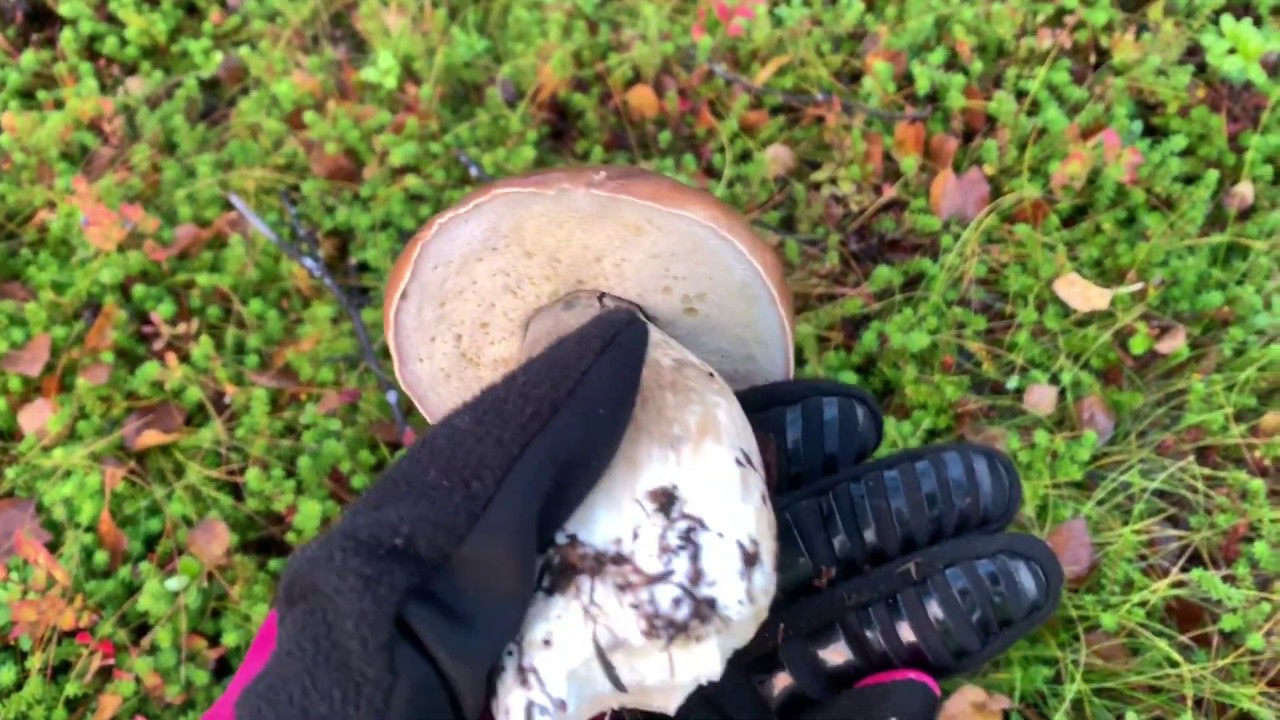 Wild Mushroom Foraging Near Tromso, Norway