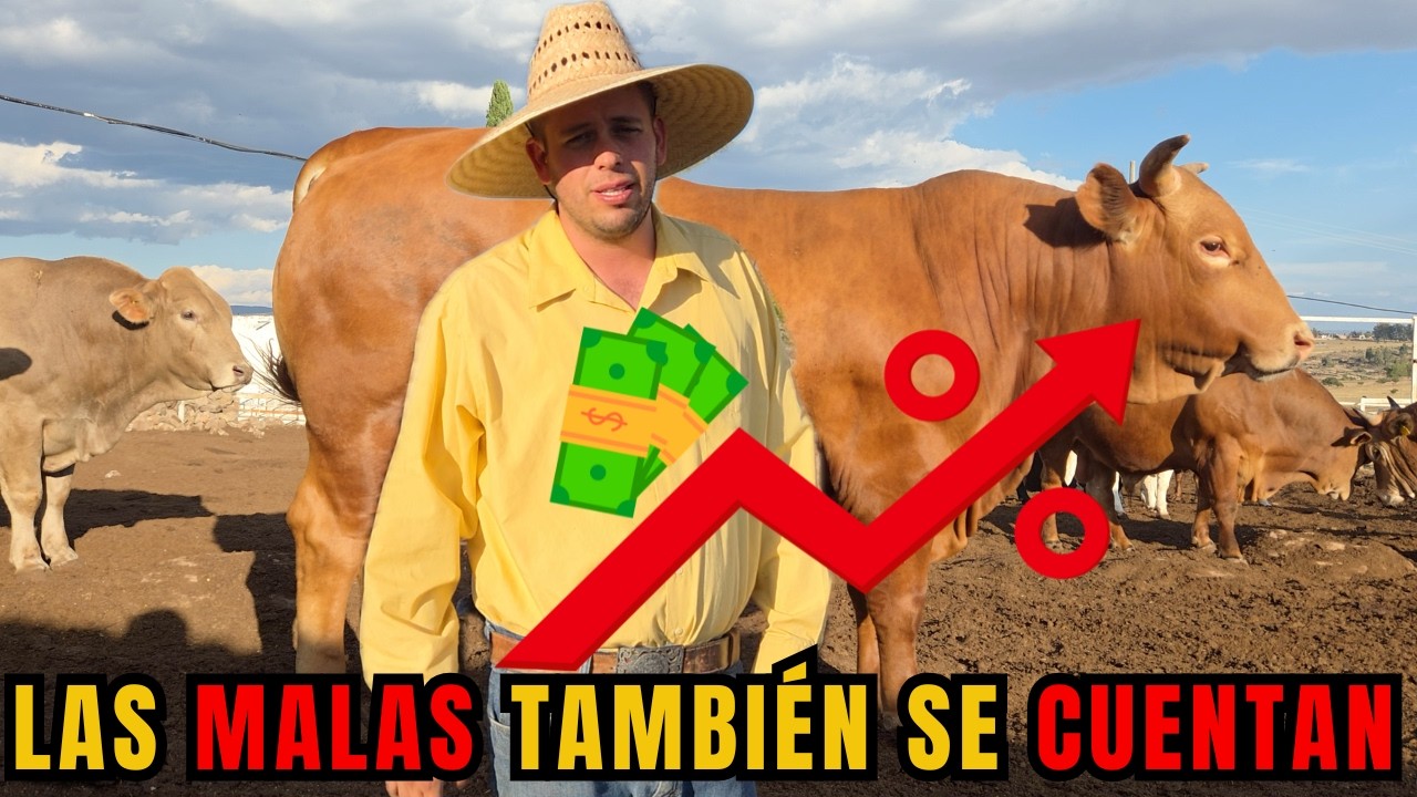 Lo que NADIE te PLATICA de la GANADER&Iacute;A I Las MALAS TAMBI&Eacute;N se CUENTAN I RancheandoAndo