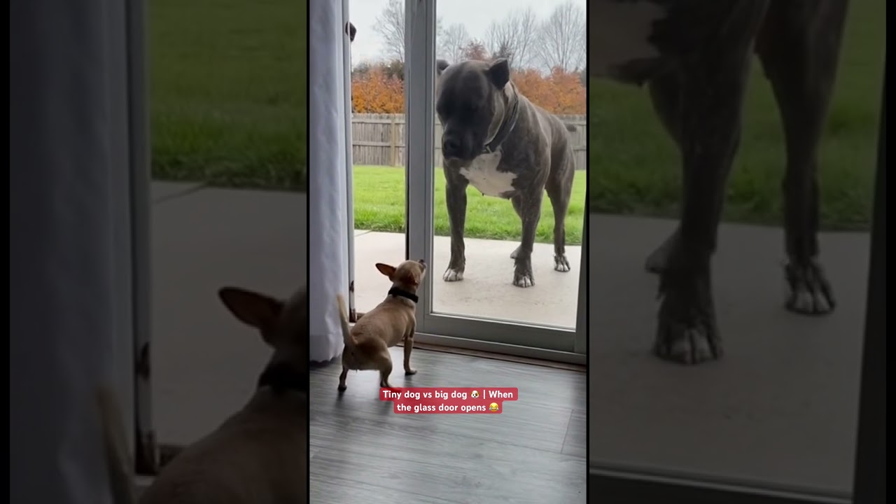 Tiny dog vs big dog 🐶 | When the glass door opens 😂 #funnydogs #dogshorts #cuteanimals