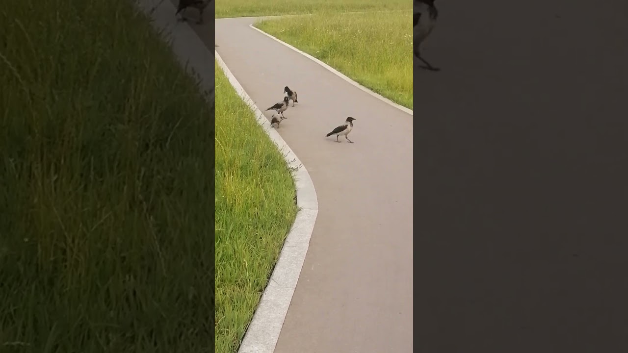 Воронята из разных семей / Fledglings from different families #crow