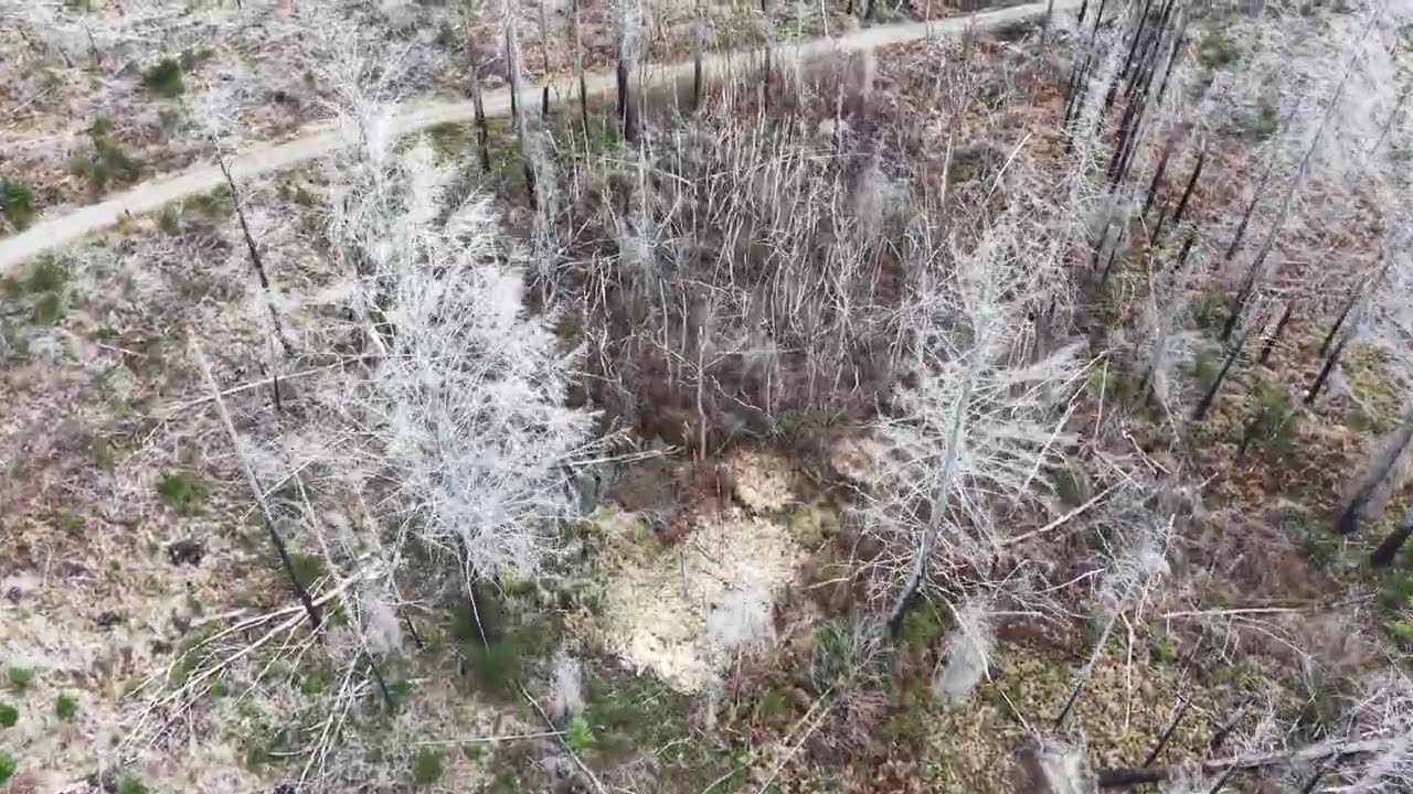 DJI Mini 5 Pro - Waypoint Mission over formerly burned forest