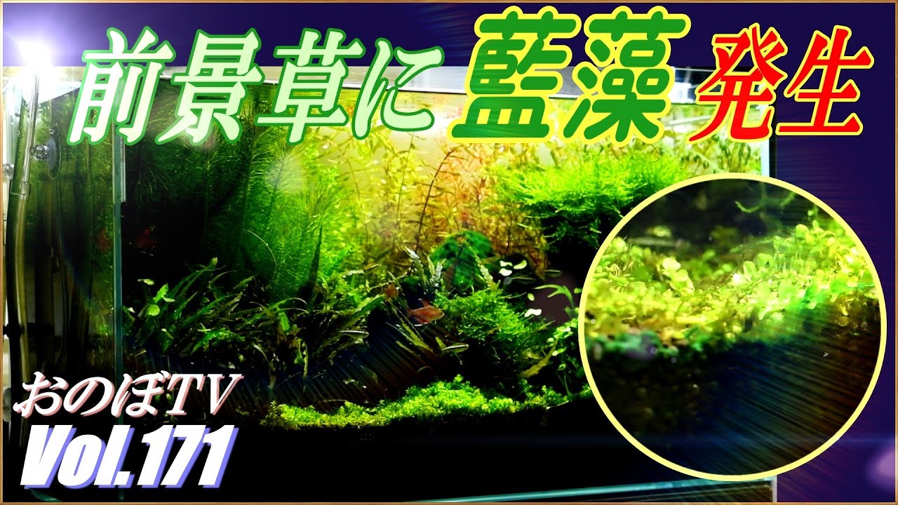 【60cmメイン水槽の前景草に藍藻発生！】除去・掃除していきます！#171