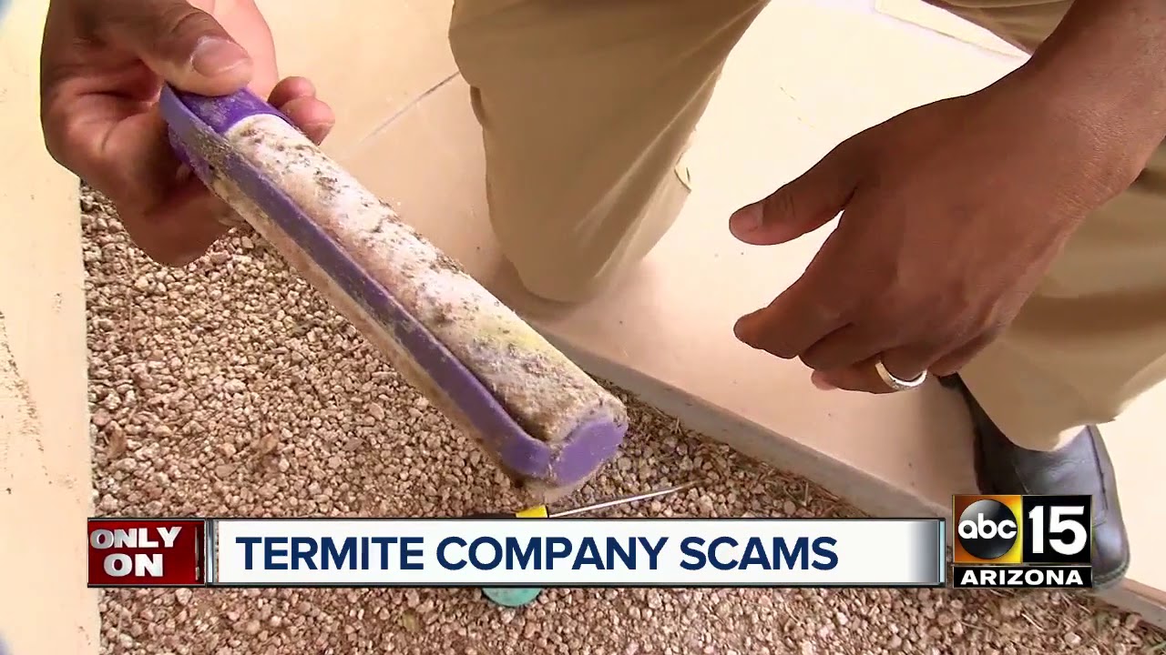 Valley experts warn of termite scam as you're buying or selling a home