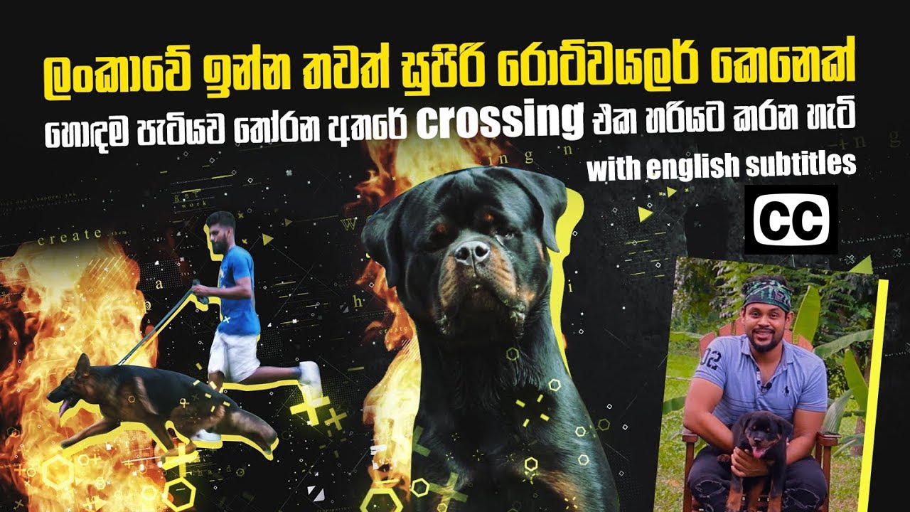 හොඳම පැටියව තෝරන අතරේ crossing එක හරියට කරන හැටි | Rottweiler | Pet Talk