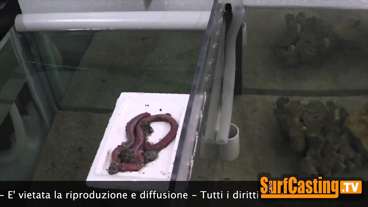 COME CONSERVARE PER LUNGO TEMPO LE ESCHE VIVE DA PESCA con canne IN MARE (parte 2) | SurfCasting TV