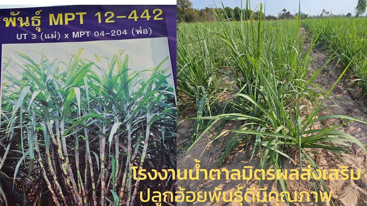 โรงงานน้ำตาลมิตรผลอำนาจเจริญส่งเสริมปลูกอ้อยพันธุ์ดีมีคุณภาพ สร้างรายได้ให้เกษตรกร
