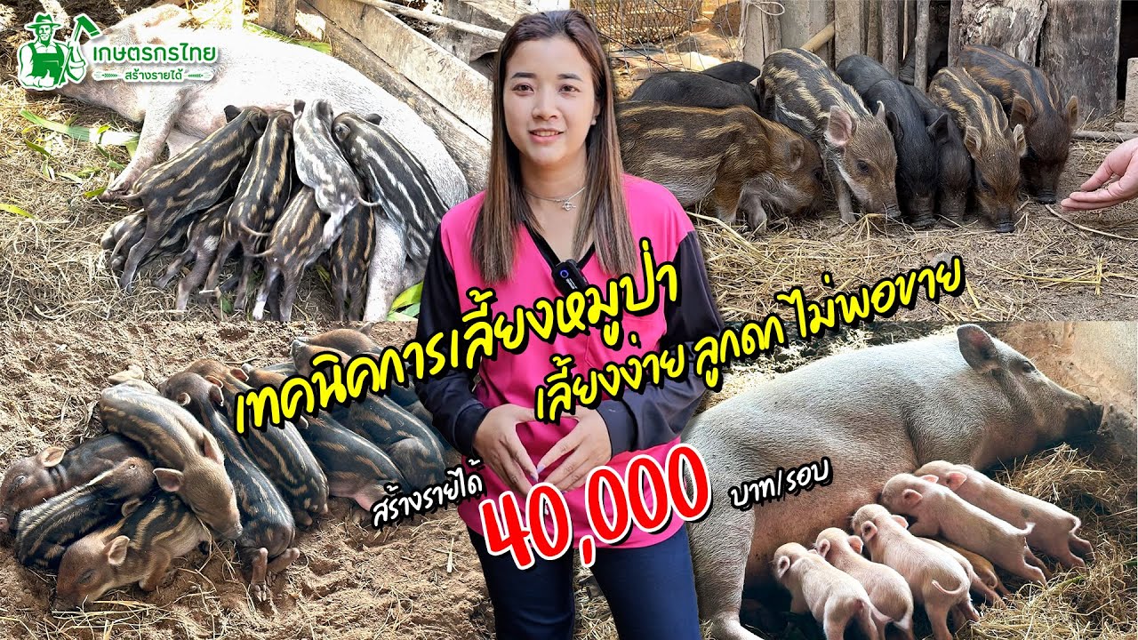 เลี้ยงหมูป่า เลี้ยงง่ายลูกดก แต่ก็ยังไม่พอขาย สร้างรายขั้นต่ำ 40,000 บาท/รอบ l ชมสวนเกษตรกรไทย Ep298