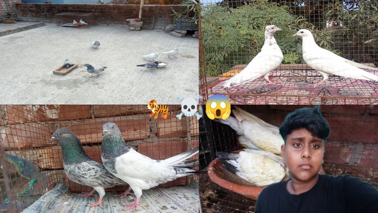 Amar lopte ekta chokher pile anechi, full watch video🐅😱☠️🕊️🇮🇳