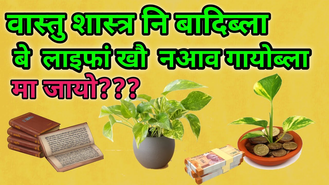 मनी प्लांटखौ जों नआव गायब्ला धोनि /गोरिब जायो || Boroni Rani || Episode-17