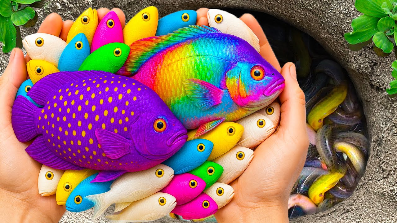 Catch Beautiful Ornamental Fish in Giant Colorful Eggs, Betta Fish, Snakehead Fish, Catfish, Goldfis