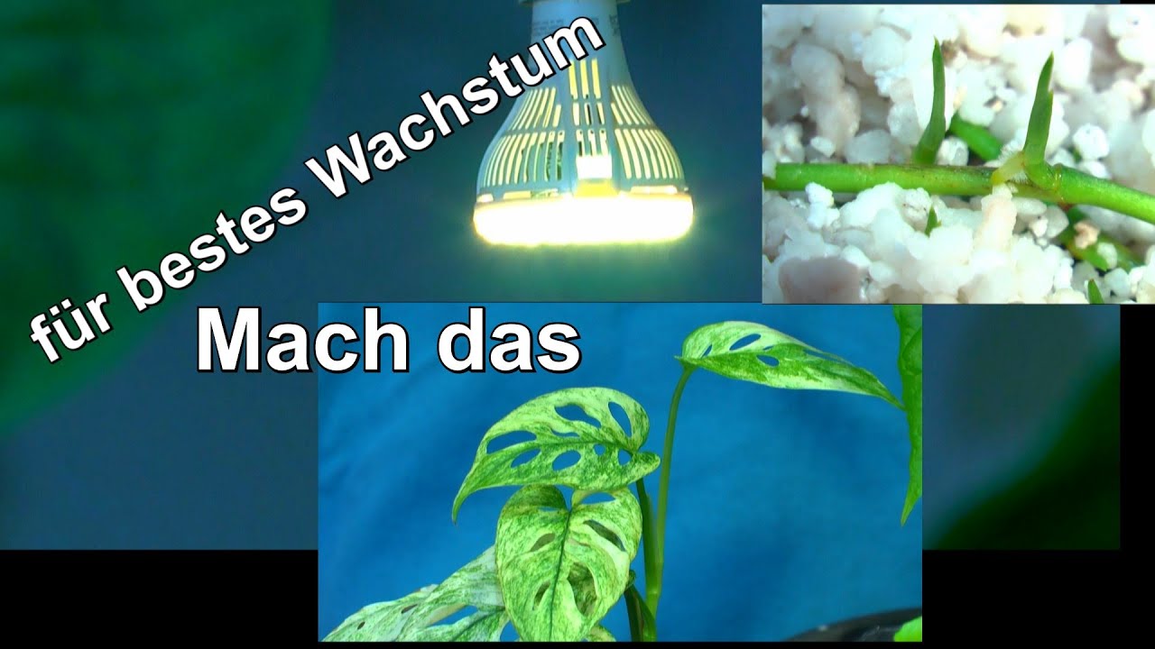 Mach das und deine Monstera erblühen im Glanz