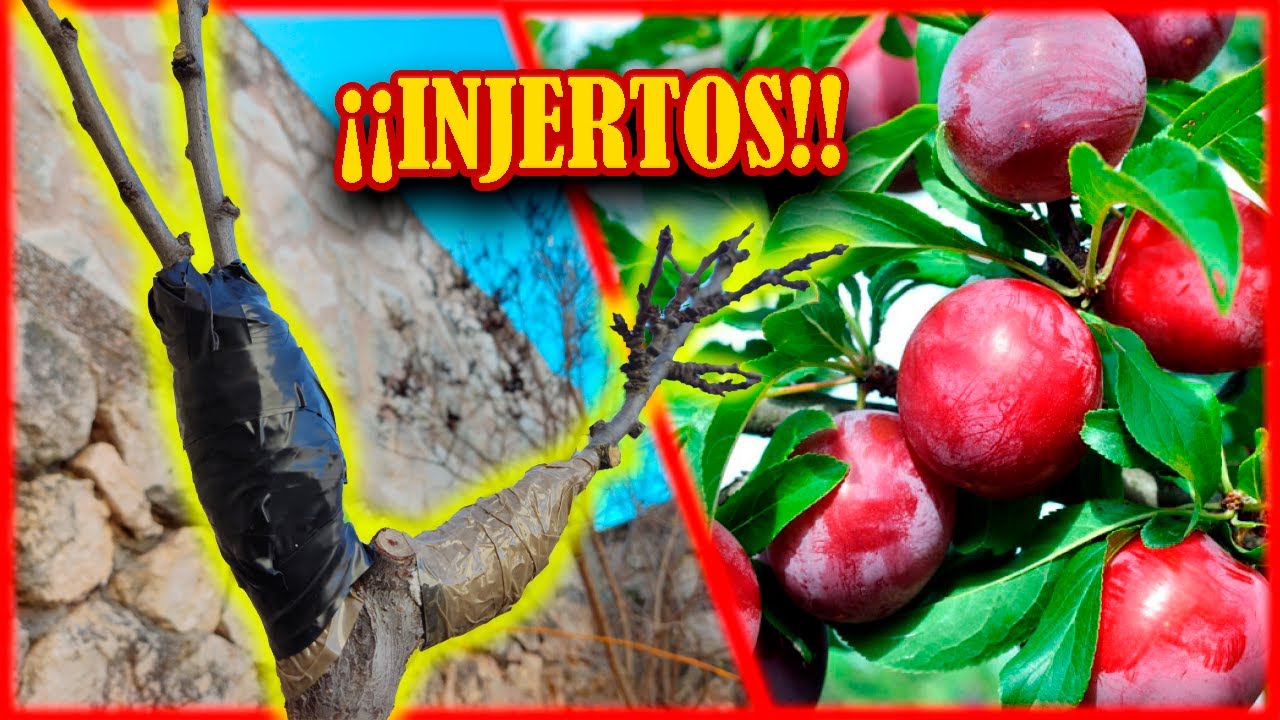 ¿¡ COMO INJERTAR UN CIRUELO ?!🌱 *(PASO A PASO)*