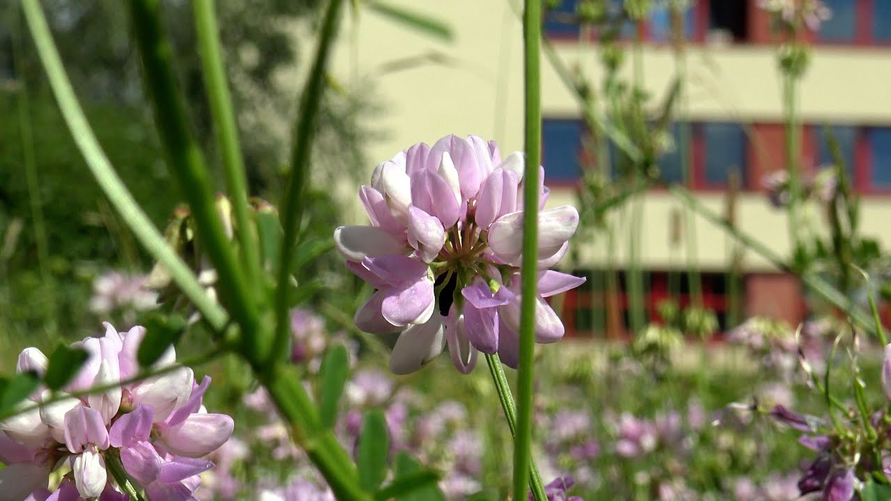 Školní akademie 2025