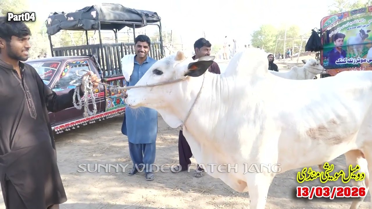 Today Domail Mandi Fatehjang Rate’s update13/Mar2026-Part04Sunny Video Fateh Jang Cow Mandi 2026