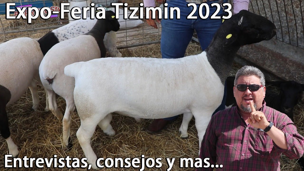 Dorper, Pelibuey, Katahdin//Tips, entrevistas y mas en  -Expo-Feria Tizimín 2023-//