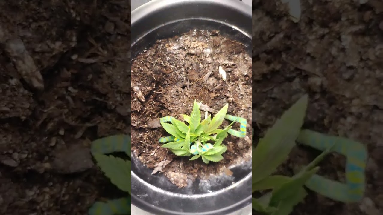 Wedding Cake Autoflower     Day 30 Week 1 training