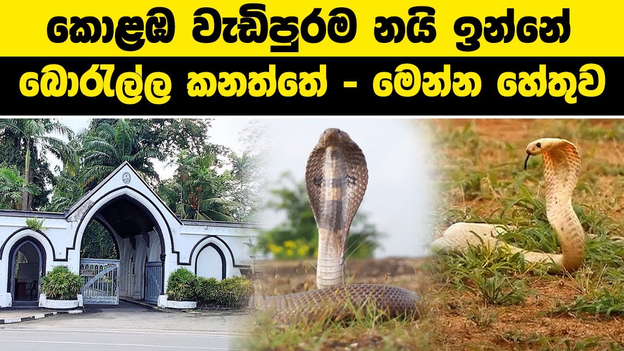 කොළඹ වැඩිපුරම නයි ඉන්නේ බොරැල්ල කනත්තේ - මෙන්න හේතුව | #borella #cemetery #kanaththa