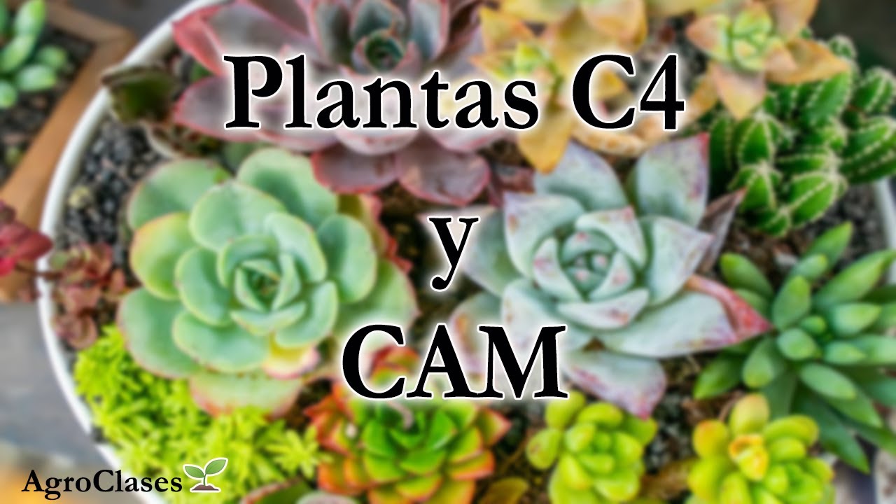 Plantas C4 || Plantas CAM || mecanismo de inhibicion de foto-respiracion