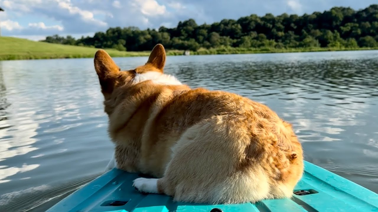 Corgi Loaf Paddle Boarding: POV: Chill: Relaxing Day at the Pond