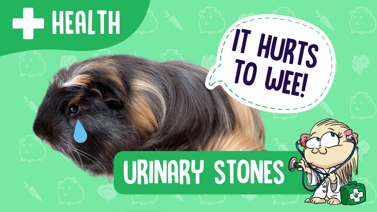 Urinary Stones in Guinea Pigs