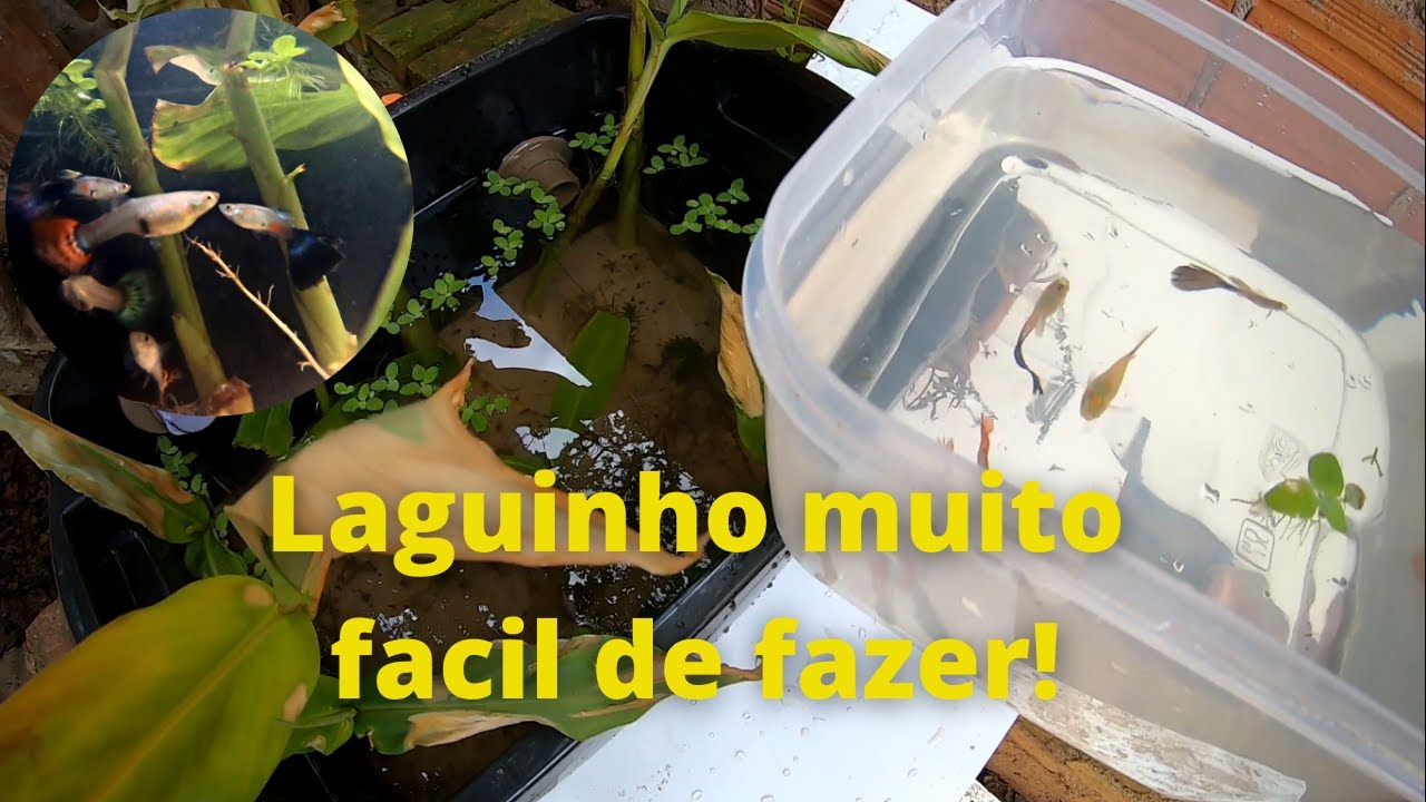 SIMPLES, BARATO E LINDO - Laguinho autociclante.