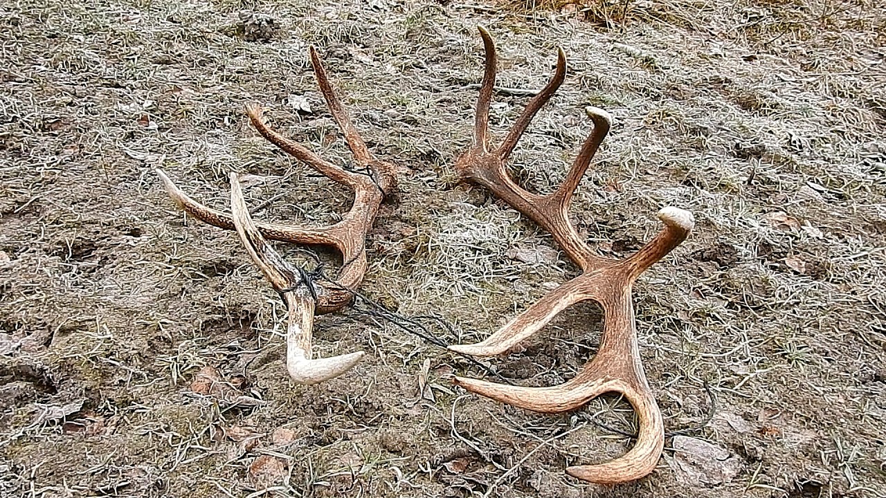 Zrzuty 2026r Dwie Ładne sztuki Z rana. Piękny 14-stak🦌 2.90kg i Mocny 10-tak🦌 2.30kg