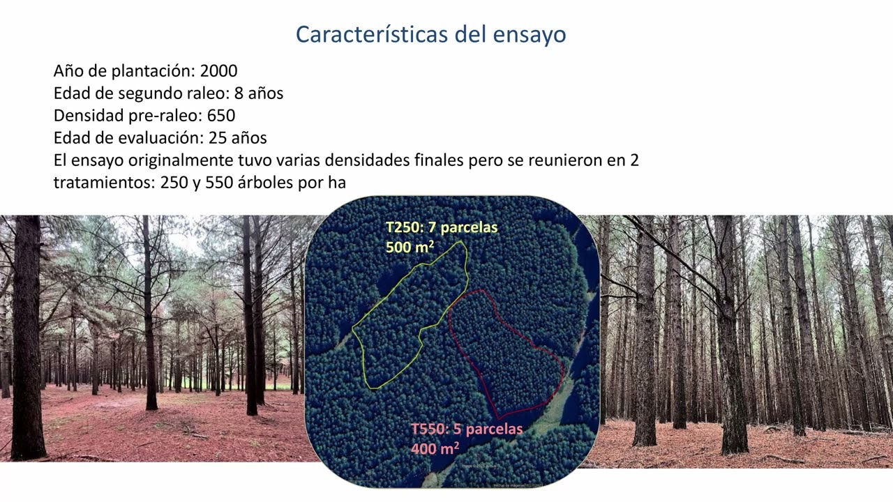 Jornada Forestal del Norte – Mejoras en el simulador de trozado forestal