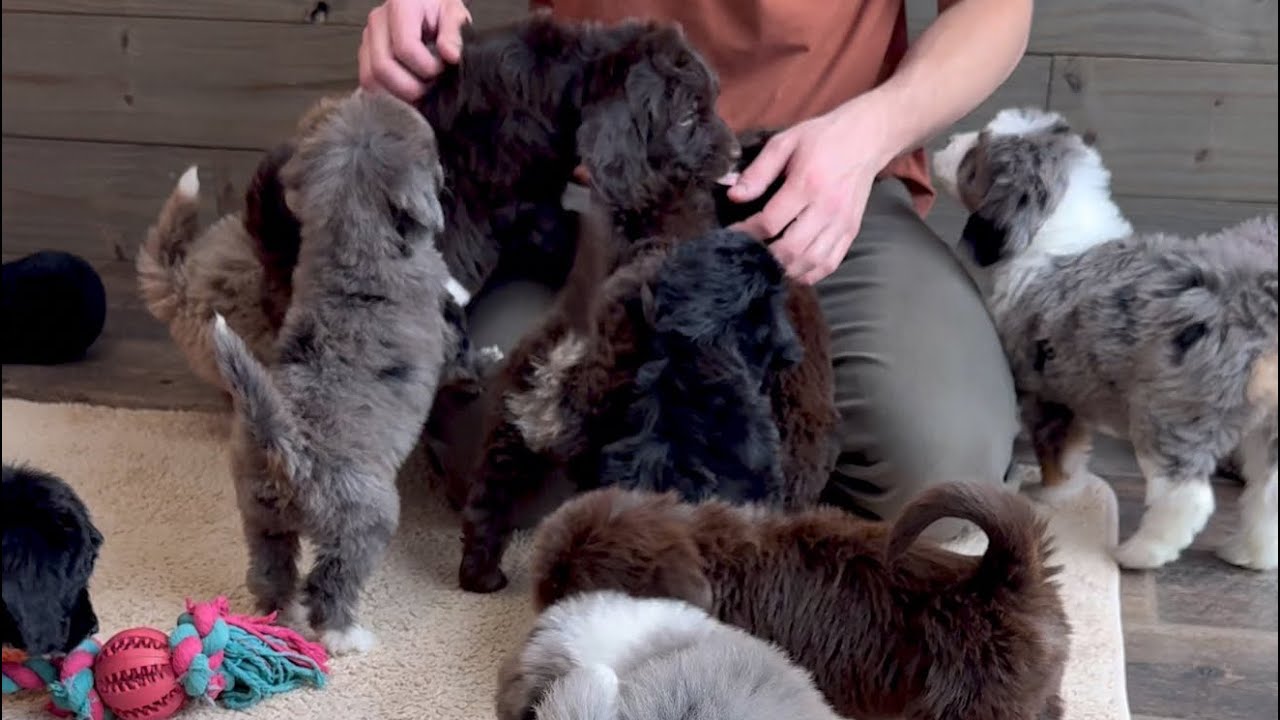Charlee’s Bernedoodle babies are 6 weeks old! 🐾♥️