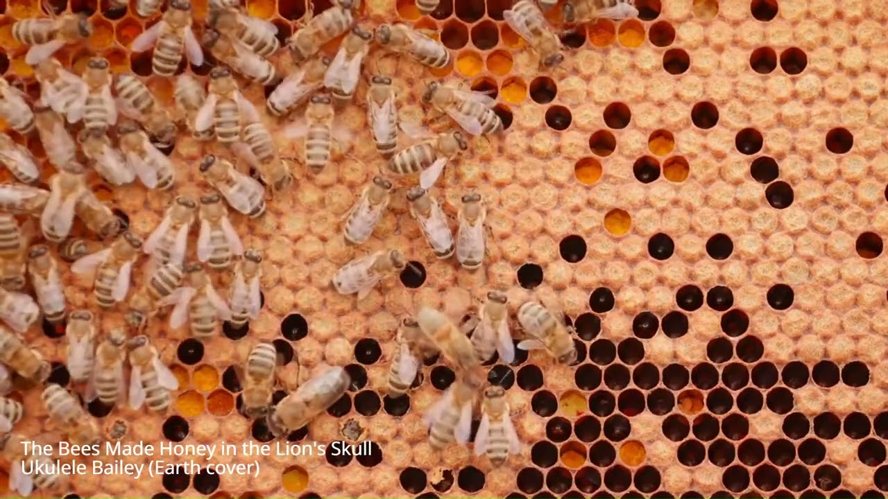 The Bees Made Honey in the Lion's Skull (Earth Cover) - LiTHiUM THiEF
