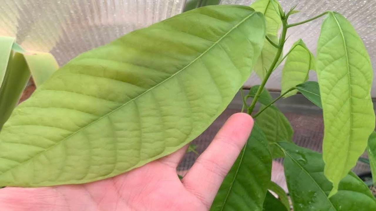 Theobroma Cacao Plant Care