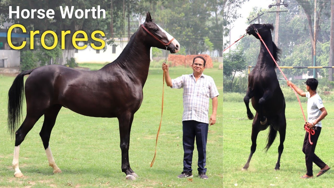 Marwadi घोड़े देखकर आंखें खुली रह जायेंगी | Stud Farm Business | Horse Farm in India | Horse Farming