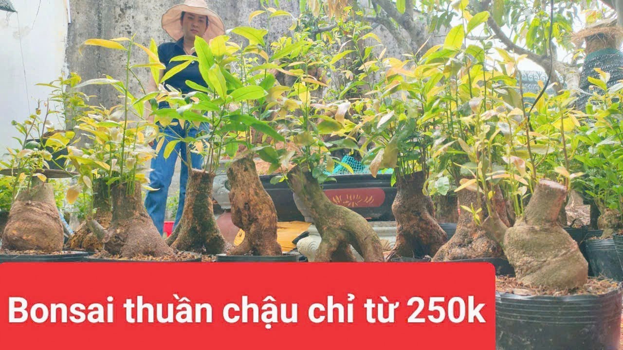 (Mỹ Châu #zalo_0944383255)#Mai xù+hình thú & mai Bonsai thuần chậu GL 5/3/26 ĐC:P.Bình Thủy,CT
