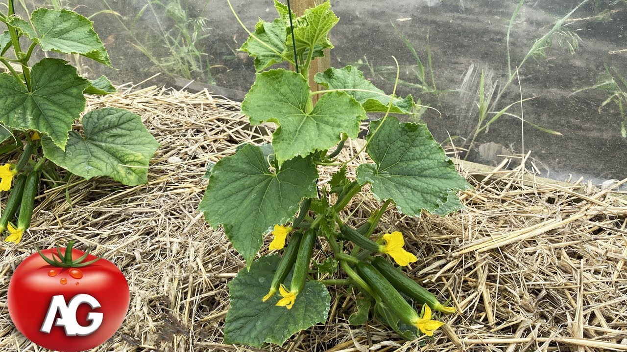 Cucumbers are formed only in this way! They grow in bunches, I collect full buckets!