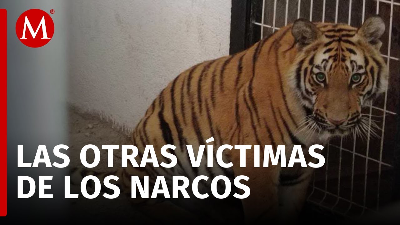 Animales ex&oacute;ticos, una v&iacute;ctima escondida entre c&aacute;rteles de narcotr&aacute;fico