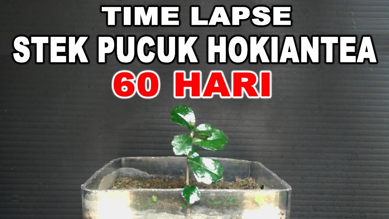 TIME LAPSE - STEK PUCUK HOKIANTEA 60 HARI