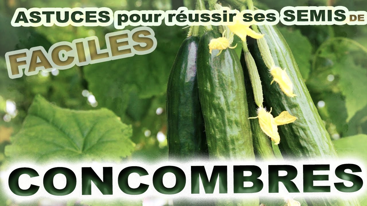 🥒 ASTUCES POUR REUSSIR SES SEMIS DE CONCOMBRES 🥒