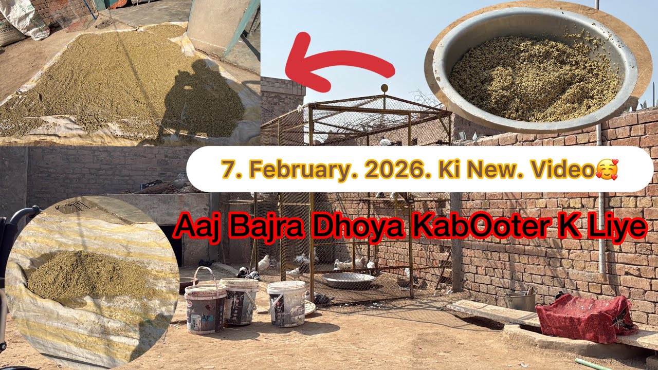 Bajra Dhoya Aaj Kabooteren K Liye 7 February 2026 Ki New Video | KHAKHI PIGEONS