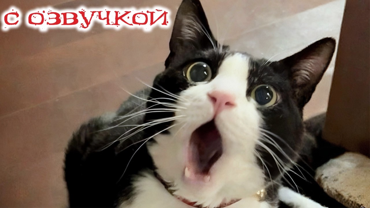 Приколы с котами! С ОЗВУЧКОЙ! САМЫЕ СМЕШНЫЕ ЖИВОТНЫЕ 2026! Смешные Коты и Котята!