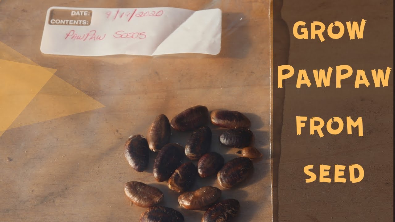 How to Grow PawPaw - from seed