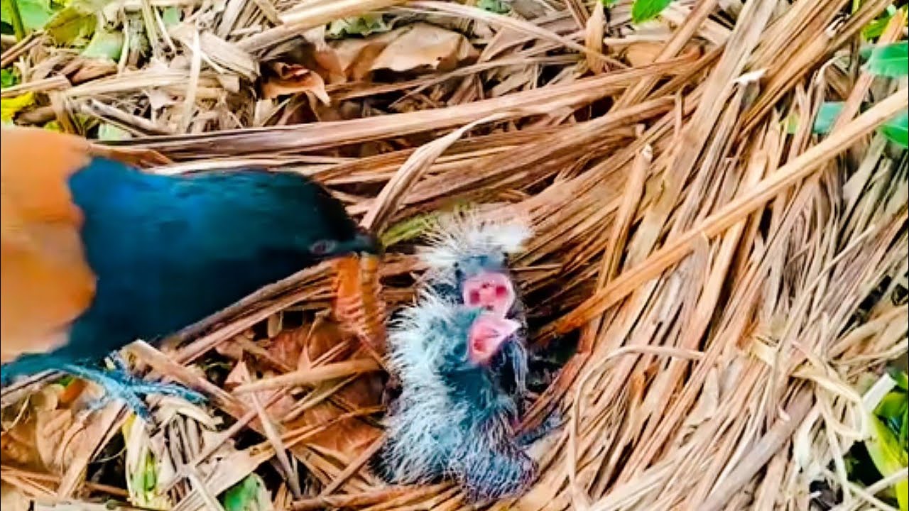 Survival in the Wild: Mother Bird Caring for Her Chick