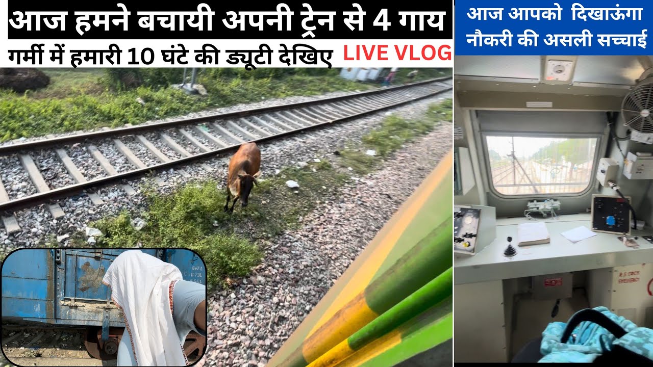 LOCO PILOT SAVED 4 COWS IN 1 DUTY , REALITY OF RAILWAY JOB IN INDIAN RAILWAYS