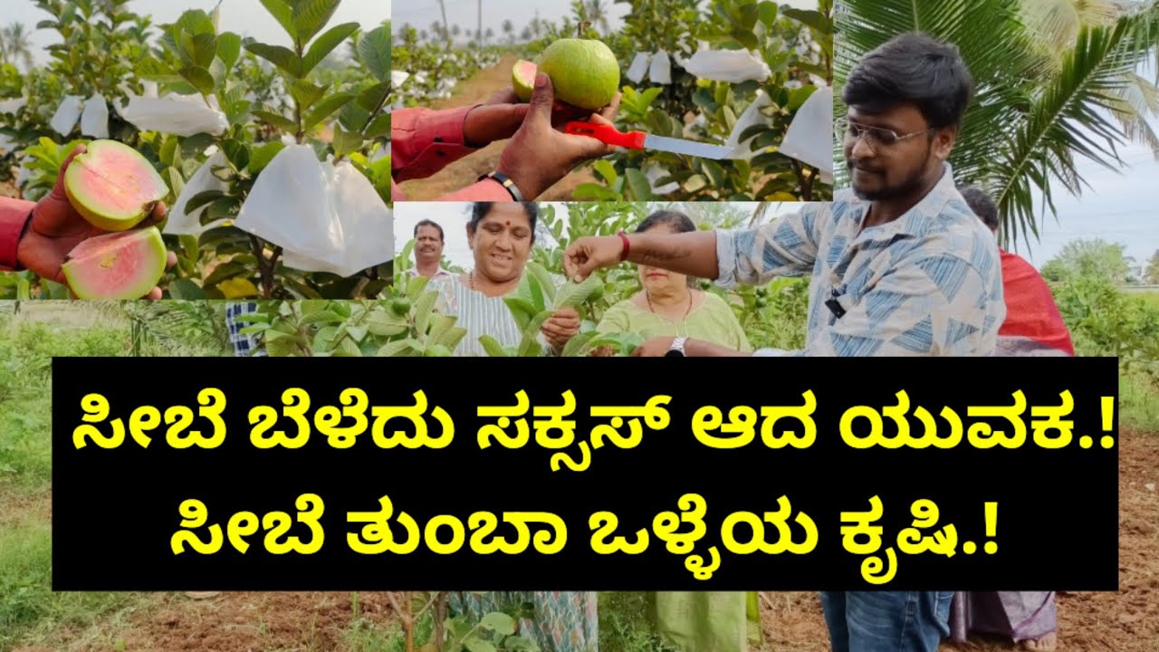 ಸೀಬೆ ಬೆಳೆದು ಸಕ್ಸಸ್ ಆದ ಯುವಕ.! ಸೀಬೆ ತುಂಬಾ ಒಳ್ಳೆಯ ಕೃಷಿ.!