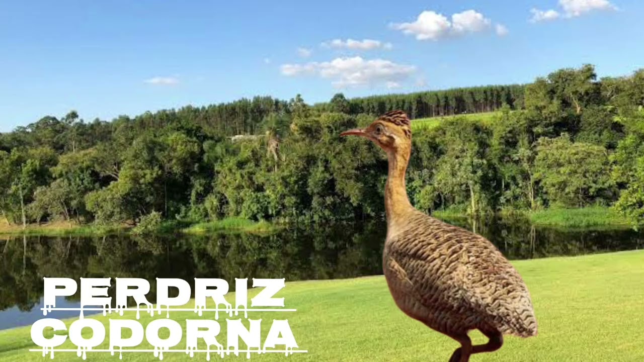 Perdriz codorna essa canta muito 