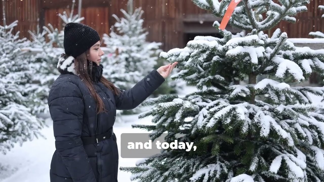 7 Popular Christmas Trees! Which One is Right for You?