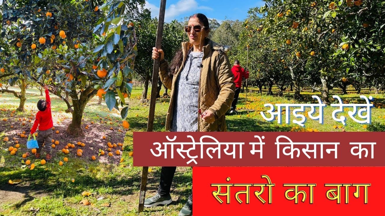 आइये देखें ऑस्ट्रेलिया में संतरो का बाग
